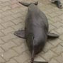 Protection of endangered Ganges River dolphins in the Brahmaputra River, Assam, India